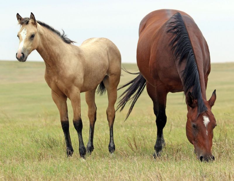 043 - Miss Colonel Redwood filly